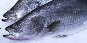 Barramundi