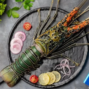 Indian Lobsters